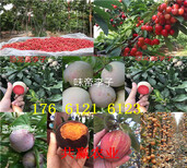 哪里的脱毒草莓苗多少钱、脱毒草莓苗主产区价格图片2