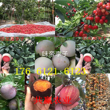 广东清远卖的梨树苗多少钱、新梨七号梨树批发价格
