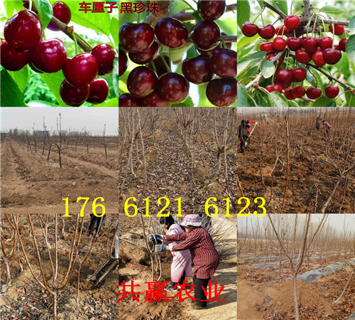山东烟台卖的梨树苗多少钱、秋月梨树批发价格