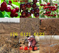 湖北荆州卖的梨树苗多少钱、晚熟梨树批发价格