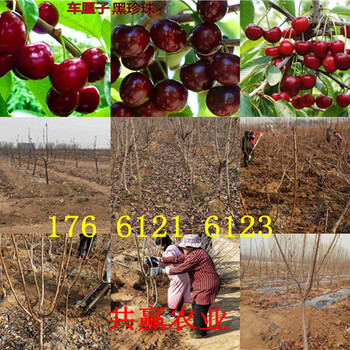 哪里的晚熟梨树品种好、晚熟梨树主产区价格
