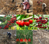 哪里的陆地草莓苗品种好、陆地草莓苗几月份结果图片4