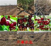 哪里的陆地草莓苗品种好、陆地草莓苗几月份结果图片5