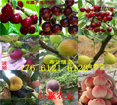 陕西西安卖的梨树苗多少钱、晚秋梨树批发价格图片4