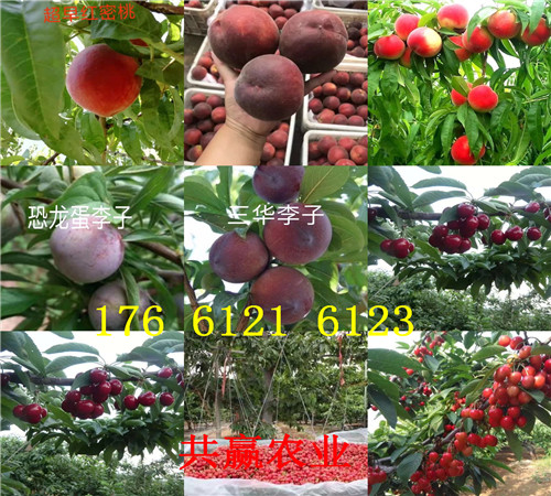 广西桂林卖的草莓苗多少钱、丰香草莓苗批发价格