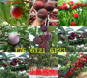 陕西西安卖的梨树苗多少钱、晚秋梨树批发价格图片5