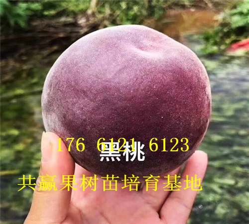 四川内江卖的草莓苗多少钱、章姬草莓苗批发价格