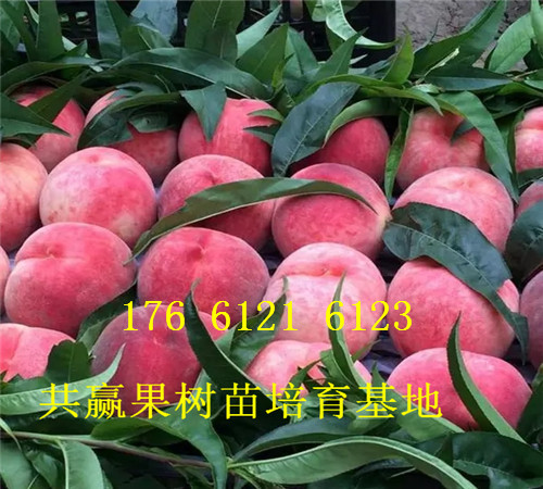 贵州黔南卖的梨树苗多少钱、秋月梨树批发价格