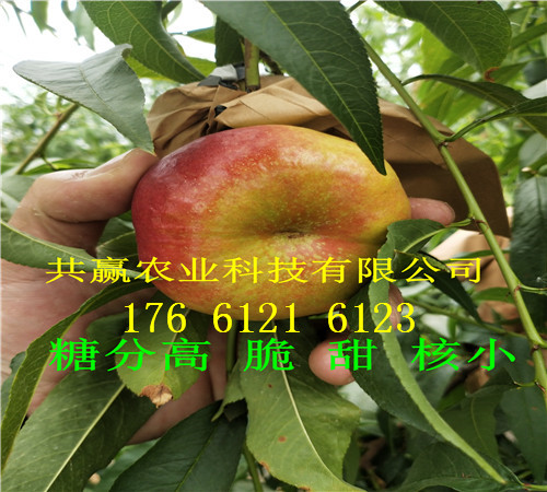 四川内江卖的草莓苗多少钱、章姬草莓苗批发价格