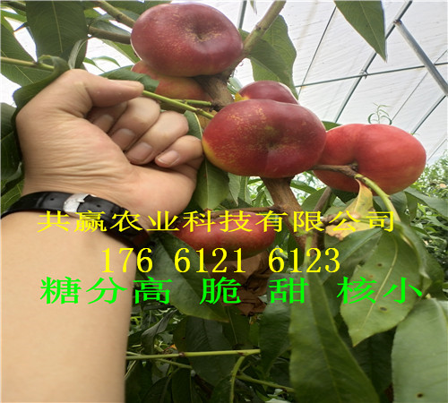 哪里的秋月梨树品种好、秋月梨树亩产多少斤