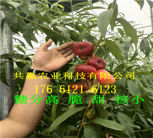 四川德阳卖的梨树苗多少钱、嫁接梨树批发价格