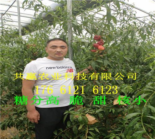 山东青岛卖的草莓苗多少钱、大棚草莓苗批发价格