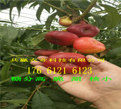 贵州黔南卖的梨树苗多少钱、秋月梨树批发价格图片1