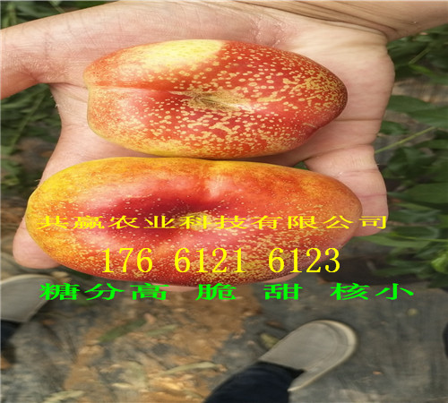广东佛山卖的草莓苗多少钱、大棚草莓苗批发价格