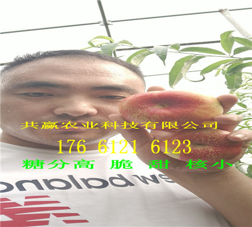 陕西安康卖的草莓苗多少钱、奶油草莓苗批发价格