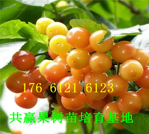 云南迪庆卖的梨树苗多少钱、晚熟梨树批发价格