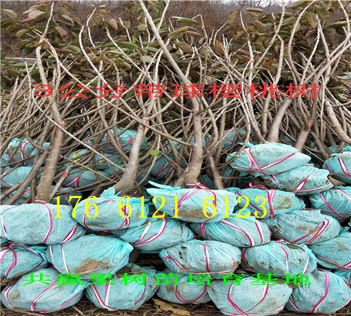 内蒙古海拉尔卖的梨树苗多少钱、秋月梨树批发价格