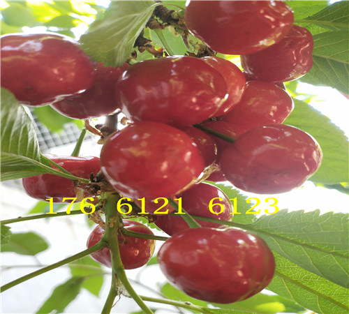 湖北宜昌卖的梨树苗多少钱、秋月梨树批发价格