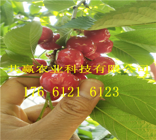 云南大理卖的梨树苗多少钱、晚熟梨树批发价格