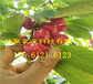 山东威海卖的草莓苗多少钱、草莓苗批发价格