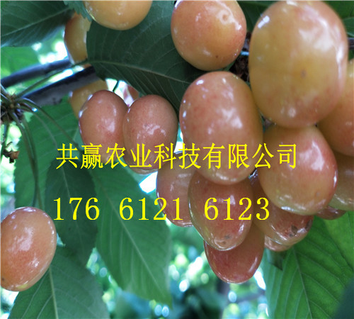 山东济南卖的梨树苗多少钱、新梨七号梨树批发价格