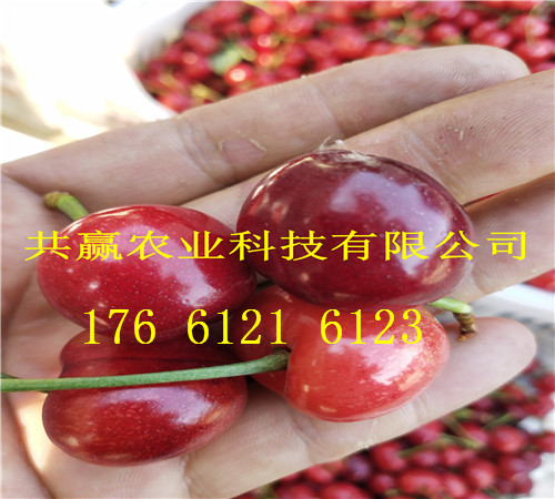 云南曲靖卖的梨树苗多少钱、晚秋梨树批发价格