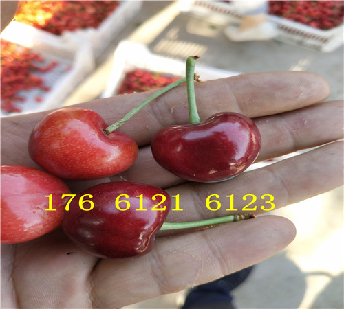 哪里的大棚草莓苗多少钱、大棚草莓苗主产区价格