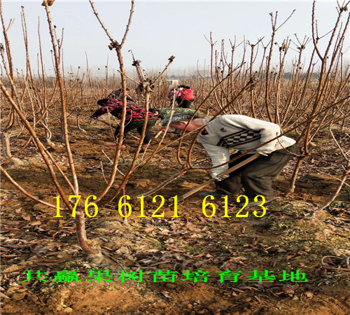 安徽蚌埠卖的梨树苗多少钱、秋月梨树批发价格
