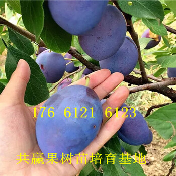 新疆石河子卖的梨树苗多少钱、秋月梨树批发价格