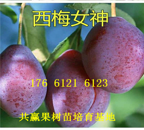新疆石河子卖的梨树苗多少钱、秋月梨树批发价格