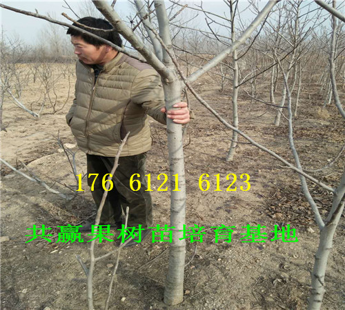 重庆江津卖的梨树苗多少钱、秋月梨树批发价格