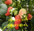 新疆阿拉爾賣的草莓苗多少錢、草莓苗批發價格