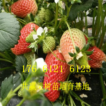 山东威海卖的草莓苗多少钱、丰香草莓苗批发价格
