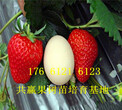 新疆北屯卖的草莓苗多少钱、丰香草莓苗批发价格图片