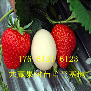 新疆北屯卖的草莓苗多少钱、丰香草莓苗批发价格