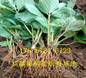 重庆黔江卖的草莓苗多少钱、红颜草莓苗批发价格图片0
