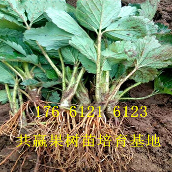 广东惠州卖的草莓苗多少钱、红颜草莓苗批发价格