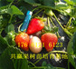 内蒙古锡林郭勒盟卖的草莓苗多少钱、红颜草莓苗批发价格