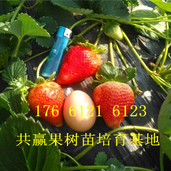 新疆克拉玛依卖的草莓苗多少钱、章姬草莓苗批发价格