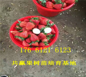 重庆黔江卖的草莓苗多少钱、红颜草莓苗批发价格图片2