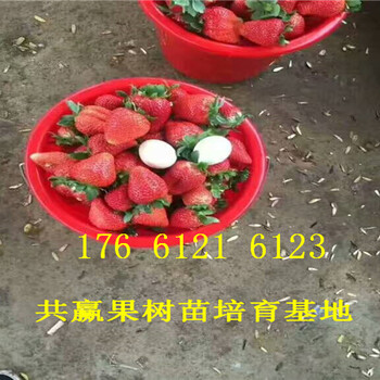 广东中山卖的草莓苗多少钱、丰香草莓苗批发价格