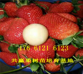 福建三明卖的草莓苗多少钱、大棚草莓苗批发价格图片4