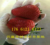福建三明卖的草莓苗多少钱、大棚草莓苗批发价格图片5