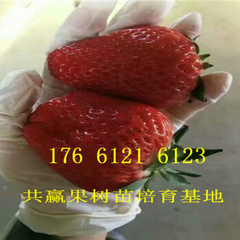 浙江金华卖的草莓苗多少钱、露天草莓苗批发价格