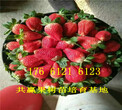 广西玉林卖的草莓苗多少钱、丰香草莓苗批发价格图片