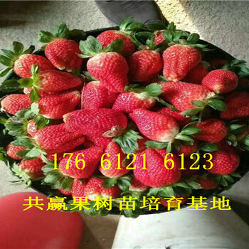 云南丽江卖的草莓苗多少钱、露天草莓苗批发价格