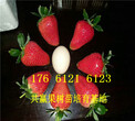 内蒙古海拉尔卖的草莓苗多少钱、红颜草莓苗批发价格