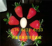 四川泸州卖的草莓苗多少钱、丰香草莓苗批发价格图片1
