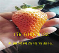 甘肃平凉卖的草莓苗多少钱、草莓苗批发价格图片