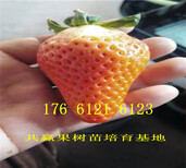 四川泸州卖的草莓苗多少钱、丰香草莓苗批发价格图片2